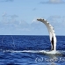 whale_humpback_h_00695_dom2764.jpg